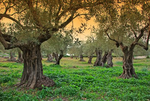 Ancient Olive trees in Majorca at Sunset