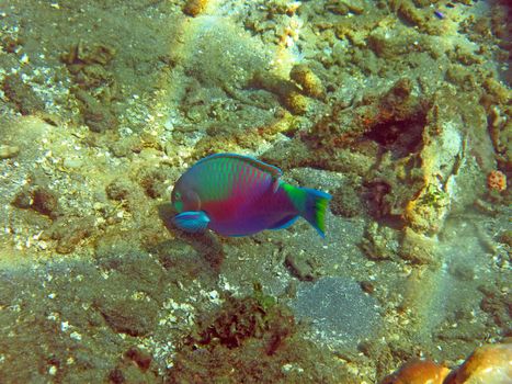 Thriving coral reef alive with marine life and fish, Bali.