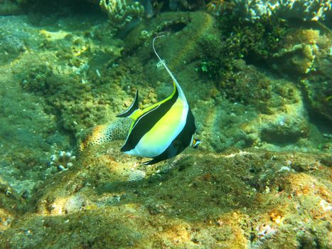 Thriving coral reef alive with marine life and tropical fish (Moorish Idols), Bali.