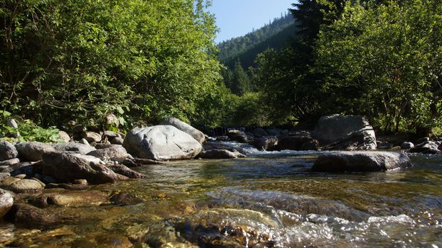 Mountain whirling creek, flowing through a coniferous forest.
                      