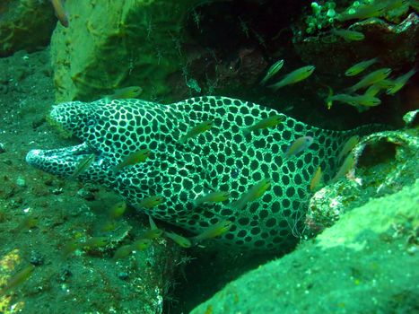 Giant spotted moray hiding amongst coral reef on the ocean floor, Bali.