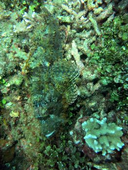 Thriving coral reef alive with marine life and fish, Bali.