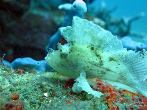 Thriving coral reef alive with marine life and fish, Bali.