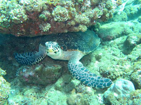 Hawksbill sea turtle current on coral reef island, Bali.