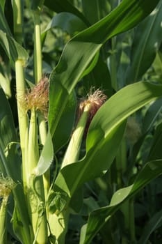 Corn plant with green cobs cultivated in rural agricultural field in Romania
