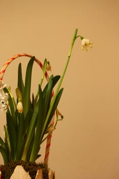 Flower arrangement with snowdrops, Galanthus nivalis.