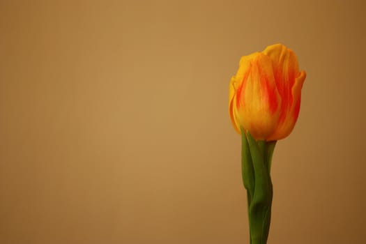 Isolated yellow tulip, Tulipa, Liliaceae.