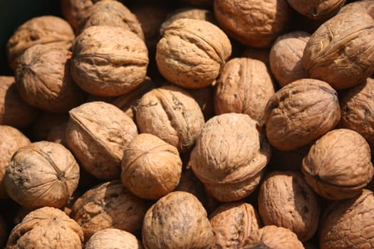 Nuts, fruits of Juglans regia L.