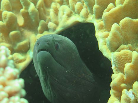 Giant moray hiding amongst coral reef on the ocean floor, Bali.