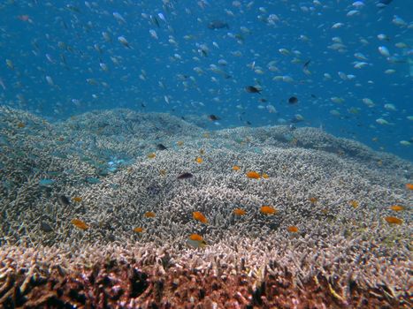 Thriving coral reef alive with marine life and shoals of fish, Bali.