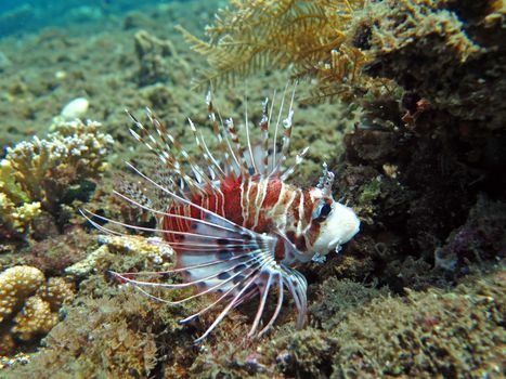 Lionfish (pterois) on coral reef Bali.