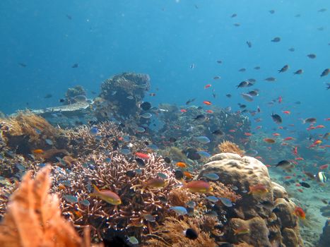 Thriving coral reef alive with marine life and shoals of fish, Bali.