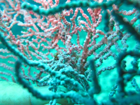 Bargibanti Pygmy Seahorse the smallest in the world in Bali