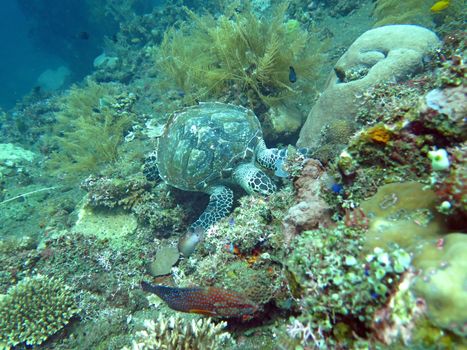 Hawksbill sea turtle current on coral reef island, Bali.