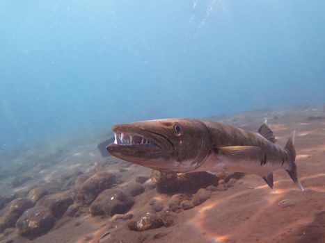 Great Barracuda fish in ocean Bali