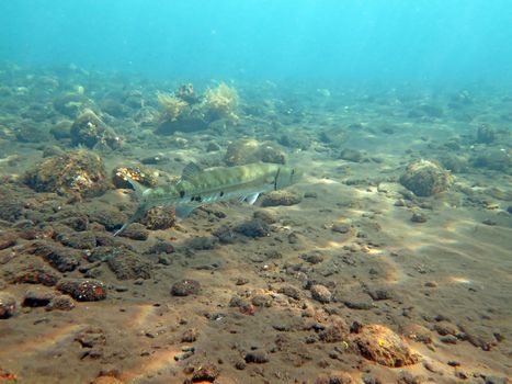 Great Barracuda fish in ocean Bali