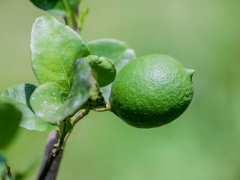 Lime tree and fresh green limes on the branch in the lime garden.