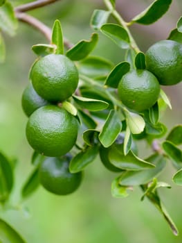 Lime tree and fresh green limes on the branch in the lime garden.