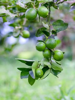 Lime tree and fresh green limes on the branch in the lime garden.