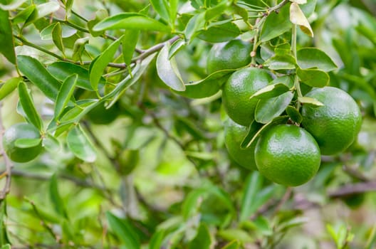 Lime tree and fresh green limes on the branch in the lime garden.