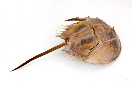 a large marine arthropod with a domed horseshoe-shaped shell, a long tail-spine, and ten legs. on isolated white background.