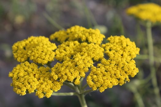 Close-up from a yarrow in the Summer.