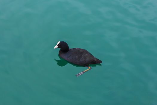 Coots are medium-sized water birds that are members of the Rallidae (rail) family.