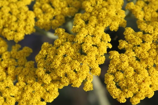 Close-up from a yarrow in the Summer.