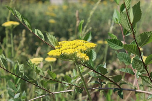 Close-up from a yarrow in the Summer.