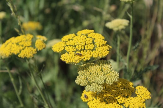 Close-up from a yarrow in the Summer.