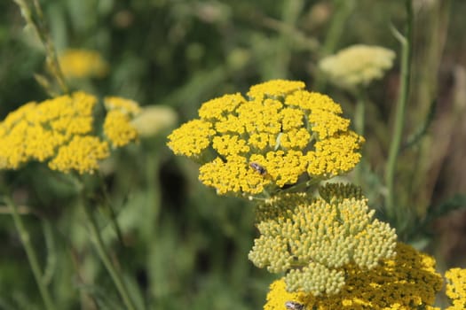 Close-up from a yarrow in the Summer.