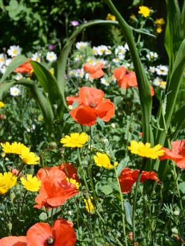 Meadow flowers - poppies, daisies and corn marigolds in a colourful garden