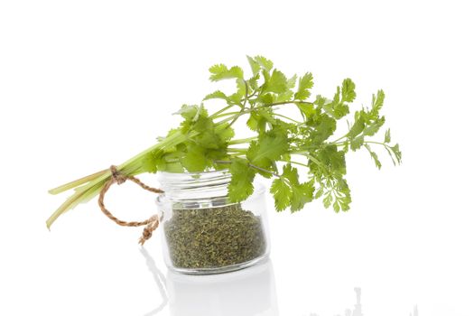 Fresh cilantro and dry coriander spice in glass jar isolated on white background. Culinary healthy aromatic herbs. Culinary arts.