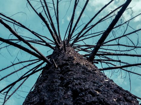 Forest Fire Image Of A Burned Tree