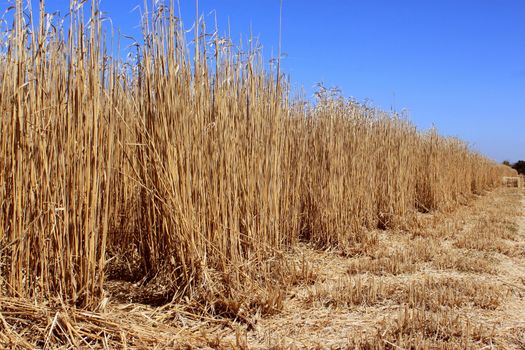 an agricultural field for an organic farming for the harvest of the reed on a bottom of blue sky