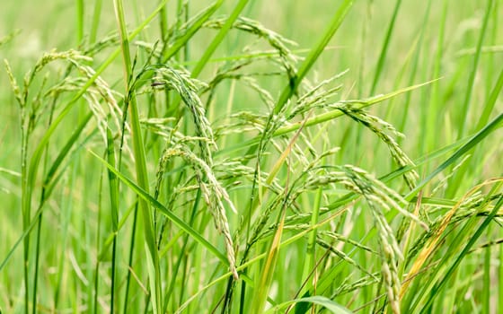 Harvest rice at paddy rice field  at the South of Thailand  side.