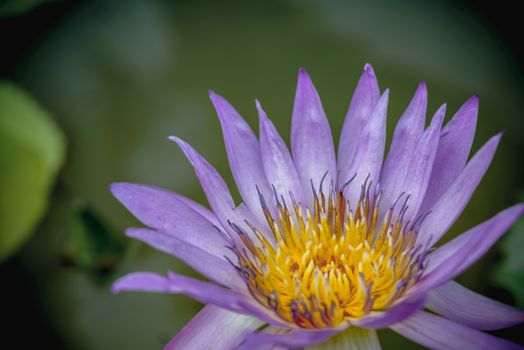 Colorful purple lotus macro shot.