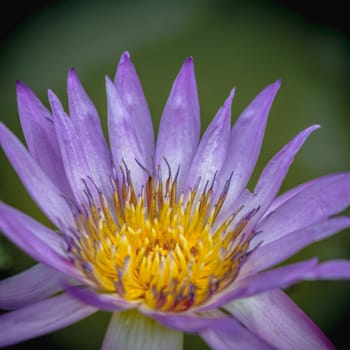 Colorful purple lotus macro shot.