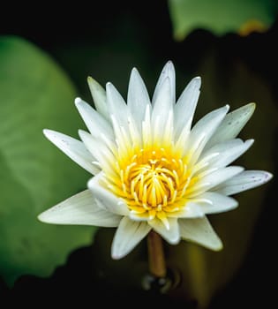 White lotus in water and green leaves