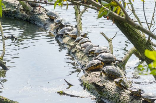 Water turtle (Chrysemys picta) sitting on tree. Basks in the morning sun on a pond