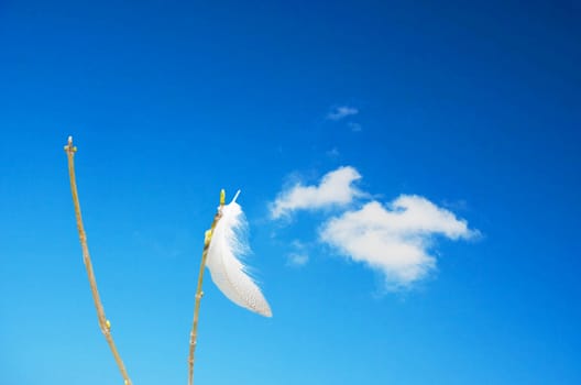 Bird feather blowing on a blade of grass in the wind against a blue sky.