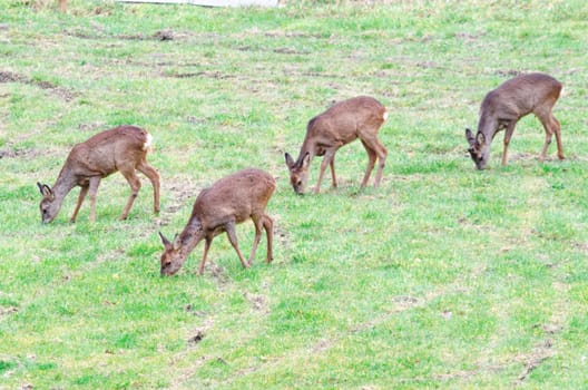 A herd of deer grazing in a clearing.