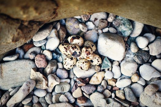 Group of quail eggs on the sea pebbles