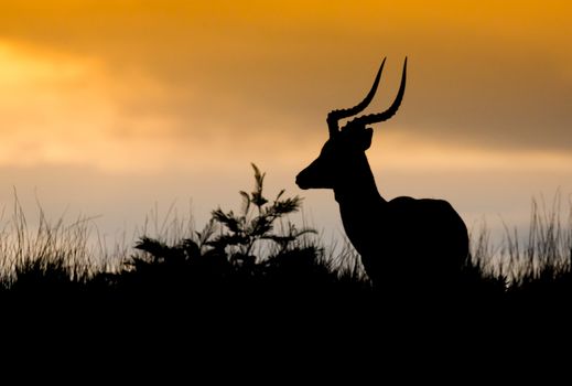 Impala antelope with long horns silhouetted against African sunset sky