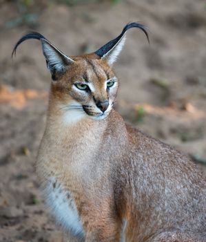 Beautful caracal or African lynx with long tufted ears