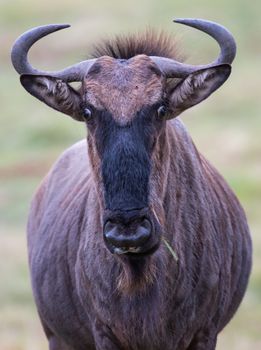 Wilderbeest or Gnu antelope with a funny staring expression
