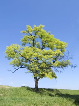 tree on hill