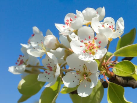 Spring flowers cherry and blue sky