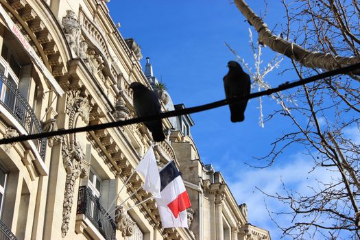 Pigeons on Power Line - The Avenue des Champs-Elysees, Paris France