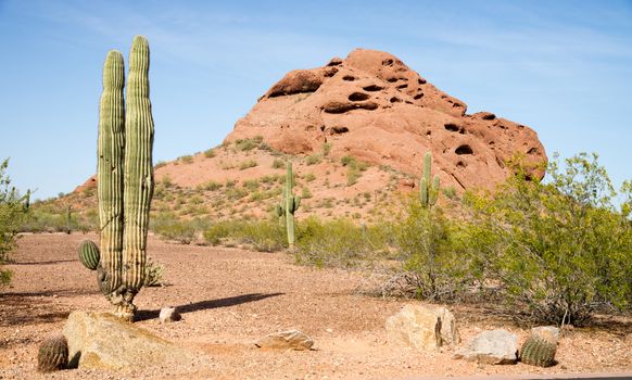 Long sharp spines protect this cactus from predators